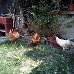Ma Maison Govone