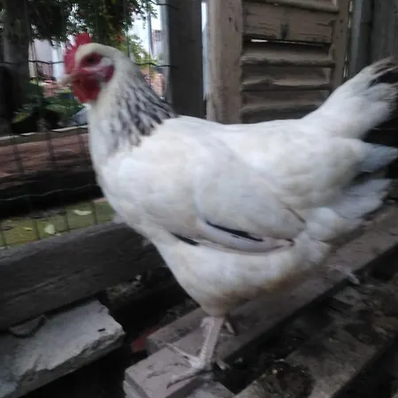 Ma Maison 住宿加早餐酒店 4*