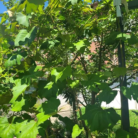 Bed & Breakfast Ma Maison Govone