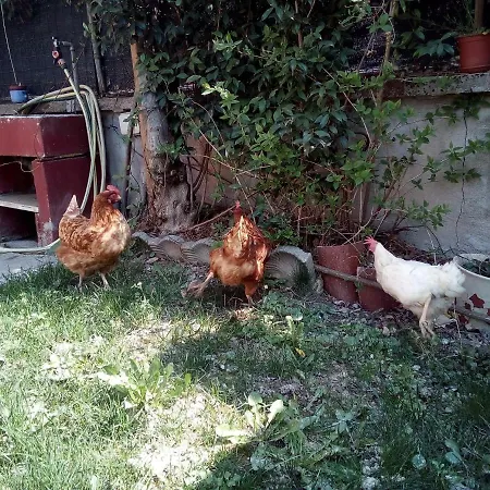 Ma Maison Govone