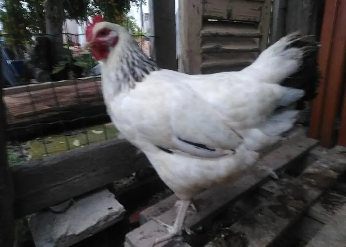 Ma Maison ベッド・アンド・ブレックファスト 4*