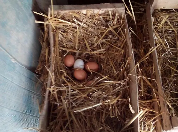 住宿加早餐酒店 Ma Maison 4*