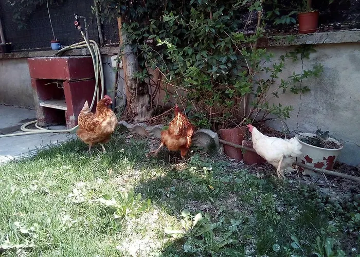 Ma Maison Govone